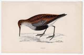 1888ǯ Morris ѹĻ   Х° ϥޥ DUNLIN