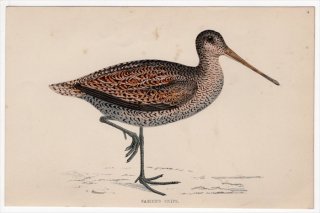 1888年 Morris 英国鳥類史 小型版 シギ科 タシギ属 タシギ SABINE'S SNIPE
