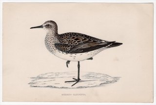 1888年 Morris 英国鳥類史 小型版 シギ科 オバシギ属 コシジロウズラシギ SCHINZ'S SANDPIPER