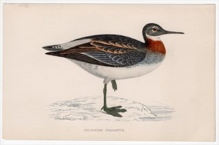 1888ǯ Morris ѹĻ   ҥ쥢° ҥ쥢 RED-NECKED PHALAROPE