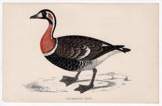 1888年 Morris 英国鳥類史 小型版 カモ科 コクガン属 アオガン RED-BREASTED GOOSE