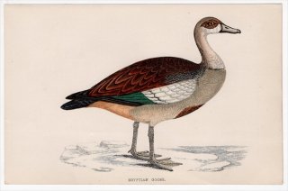 1888年 Morris 英国鳥類史 小型版 カモ科 エジプトガン属 エジプトガン EGYPTIAN GOOSE