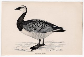 1888ǯ Morris ѹĻ   °  BERNICLE GOOSE