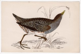 1888年 Morris 英国鳥類史 小型版 クイナ科 ヒメクイナ属 コモンクイナ SPOTTED CRAKE