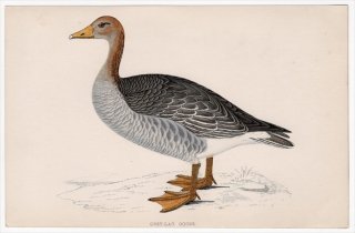 1888年 Morris 英国鳥類史 小型版 カモ科 マガン属 ハイイロガン GREY-LAG GOOSE