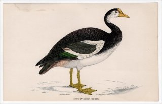 1888年 Morris 英国鳥類史 小型版 カモ科 ツメバガン属 ツメバガン SPUR-WINGED GOOSE