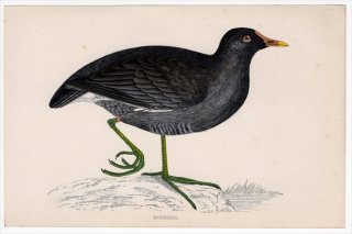1888年 Morris 英国鳥類史 小型版 クイナ科 バン属 バン MOORHEN