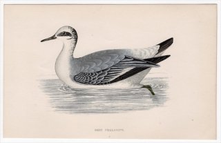 1888年 Morris 英国鳥類史 小型版 シギ科 ヒレアシシギ属 ハイイロヒレアシシギ GREY PHALAROPE