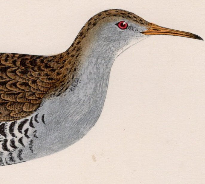 美品 Morris 英国鳥類史 木版画 鳥 WOODCOCK