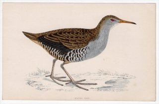 1888年 Morris 英国鳥類史 小型版 クイナ科 クイナ属 クイナ WATER RAIL