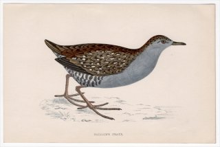 1888年 Morris 英国鳥類史 小型版 クイナ科 ヒメクイナ属 ヒメクイナ BAILLON'S CRAKE