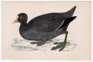 1888年 Morris 英国鳥類史 小型版 クイナ科 オオバン属 オオバン COOT