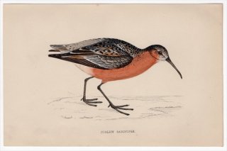 1888年 Morris 英国鳥類史 小型版 シギ科 オバシギ属 サルハマシギ CURLEW SANDPIPER