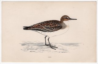 1888年 Morris 英国鳥類史 小型版 シギ科 オバシギ属 ヒレアシトウネン PEEP