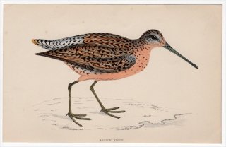 1888年 Morris 英国鳥類史 小型版 シギ科 オオハシシギ属 アメリカオオハシシギ BROWN SNIPE
