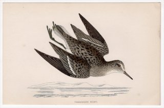 1888年 Morris 英国鳥類史 小型版 シギ科 オバシギ属 オジロトウネン TEMMINCK'S STINT