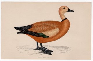 1888年 Morris 英国鳥類史 小型版 カモ科 ツクシガモ属 アカツクシガモ RUDDY SHIELDRAKE