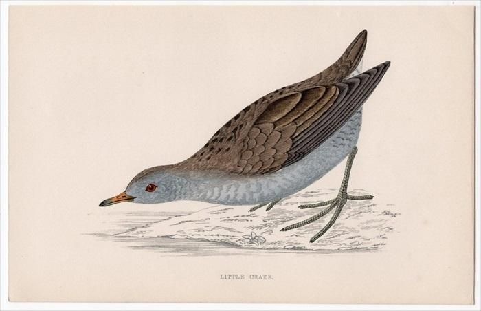 1888年 Morris 英国鳥類史 小型版 クイナ科 ザポルニア属