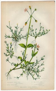 1855年 Pratt 英国の顕花植物 Pl.40 ナデシコ科 アライトツメクサ イトツメクサ ハナイトツメクサ カギザケハコベ