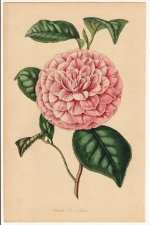 1858年 Van Houtte ヨーロッパの植物 ツバキ科 ツバキ属 Comte de Paris