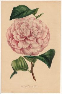 1849年 Van Houtte ヨーロッパの植物 ツバキ科 ツバキ属 Vexillo di Flora
