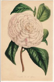 1846年 Van Houtte ヨーロッパの植物 ツバキ科 ツバキ属 Camellia de la Reine