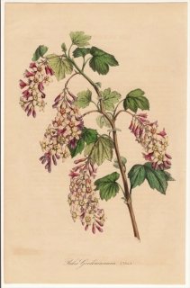 1846年 Van Houtte ヨーロッパの植物 スグリ科 スグリ属 Ribes gordonianum