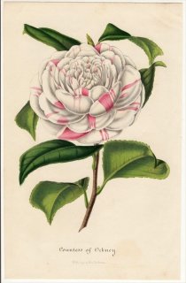1848年 Van Houtte ヨーロッパの植物 ツバキ科 ツバキ属 Countess of Orkney