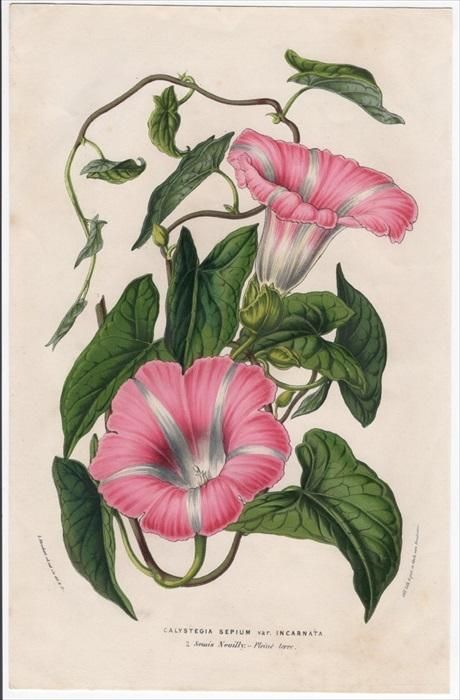 1853年 Van Houtte ヨーロッパの植物 ヒルガオ科 ヒルガオ属 Calystegia Sepium Var Incarnata アンティークプリント ボタニカルアート 博物画の通販サイト Spirito Di Artigiano 1853年 Van Houtte ヨーロッパの植物 ヒルガオ科 ヒルガオ属 Calystegia Sepium Var Incarnata アンティークプリント ボタニカルアート 博物画の通販サイト Spirito Di Artigiano