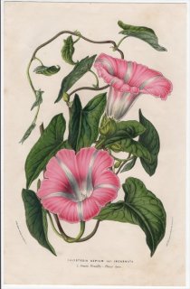 1853ǯ Van Houtte 衼åѤοʪ ҥ륬 ҥ륬° Calystegia sepium var.Incarnata