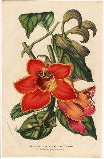1852年 Van Houtte ヨーロッパの植物 ノウゼンカズラ科 カエンボク属 カエンボク Spathodea campanulata Paliss de Beauv