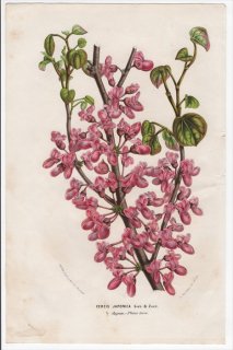 1852ǯ Van Houtte 衼åѤοʪ ޥ ϥʥ° ϥʥ Cercis japonica