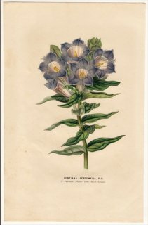 1852ǯ Van Houtte 衼åѤοʪ ɥ ɥ° Gentiana septemfida