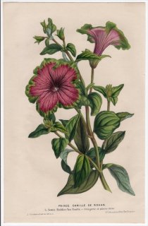 1852年 Van Houtte ヨーロッパの植物 ナス科 ペチュニア属 Petunia Prince Camille de ROHAN