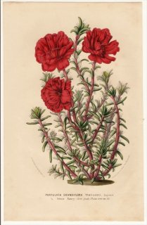 1852年 Van Houtte ヨーロッパの植物 スベリヒユ科 スベリヒユ属 マツバボタン Portulaca grandiflora 多肉植物