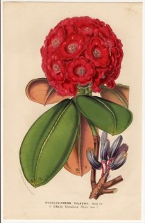 1853年 Van Houtte ヨーロッパの植物 ツツジ科 ツツジ属 Rhododendron Fulgens シャクナゲ
