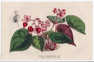 1853ǯ Van Houtte 衼åѤοʪ 奦ɥ 奦ɥ° Begonia hernandiaefolia ٥˥