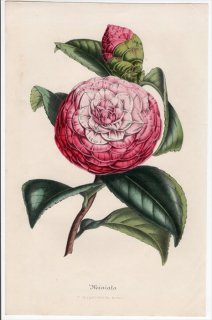 1846年 Van Houtte ヨーロッパの植物 ツバキ科 ツバキ属 Camellia Japonica Miniata