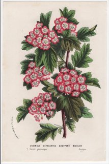 1865年 Van Houtte ヨーロッパの植物 バラ科 サンザシ属 セイヨウサンザシ Crataegus Oxyacantha Gumpperii Bicolor