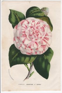 1861年 Van Houtte ヨーロッパの植物 ツバキ科 ツバキ属 Camellia Countess of Derby