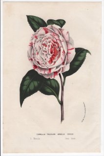 1861ǯ Van Houtte 衼åѤοʪ ĥХ ĥХ° Camellia tricolor Angela Cocchi