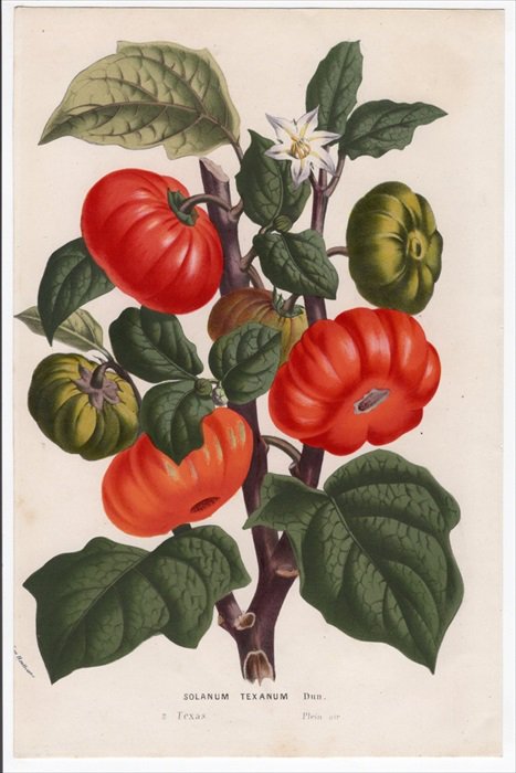1861年 Van Houtte ヨーロッパの植物 ナス科 ナス属 ジロ Solanum Texanum Dun アンティークプリント ボタニカルアート 博物画の通販サイト Spirito Di Artigiano