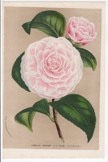 1861ǯ Van Houtte 衼åѤοʪ ĥХ ĥХ° Camellia Bicolore de la Reine