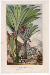 1861年 Van Houtte ヨーロッパの植物 バショウ科 エンセーテ属 エンセーテ Musa Ensete Gmel
