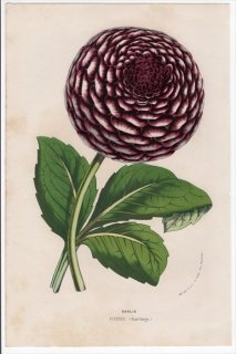 1861年 Van Houtte ヨーロッパの植物 キク科 ダリア属 Dahlia Jupiter
