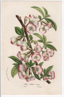 1861年 Van Houtte ヨーロッパの植物 バラ科 ボケ属 クサボケ Cydonia japonica Rosalba
