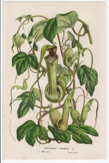 1861ǯ Van Houtte 衼åѤοʪ ޥΥ ޥΥ° Aristolochia trilobata L