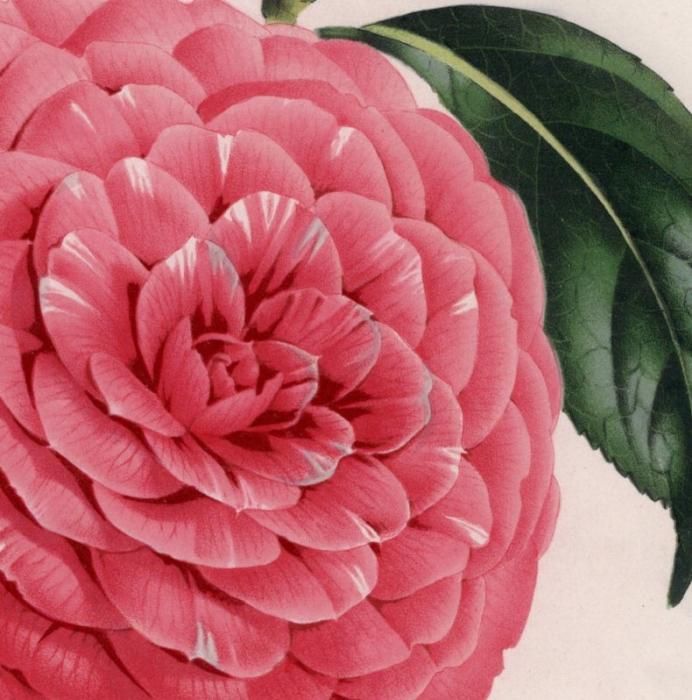 植物画、ボタニカルアート、ツバキ。 植物画シール 杉崎文子