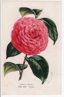 1861年 Van Houtte ヨーロッパの植物 ツバキ科 ツバキ属 Camellia japonica Pozzi Vera