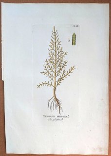 1788ǯ Plenck Icones Plantarum Medicinalium Tab.8 ҥ å° å SALICORNIA HERBACEA